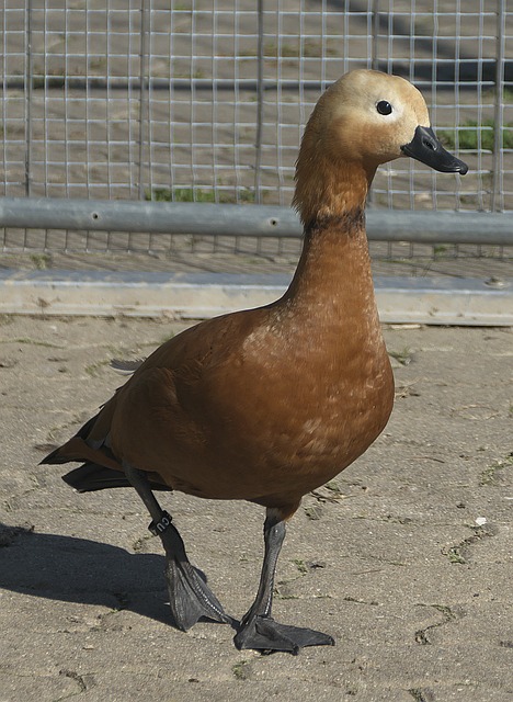 秘钥