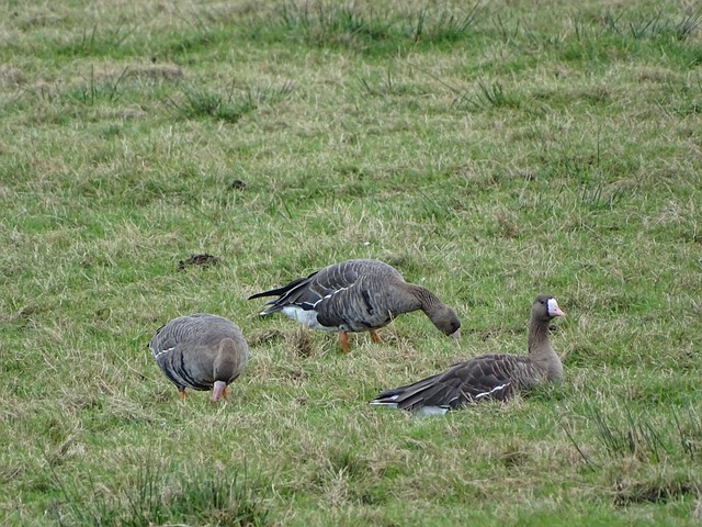 地吸收着战 地吸收着战