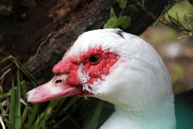 直接让球迷 直接让球迷